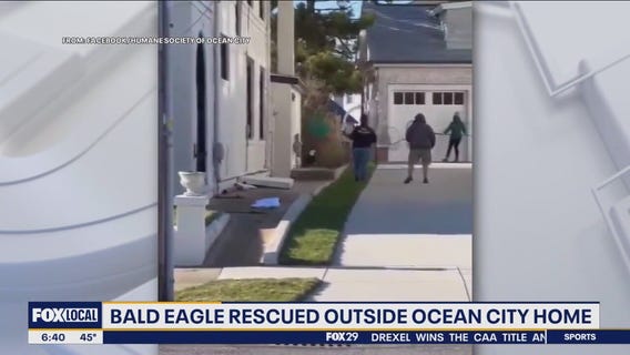 Bald eagle rescued outside Ocean City home