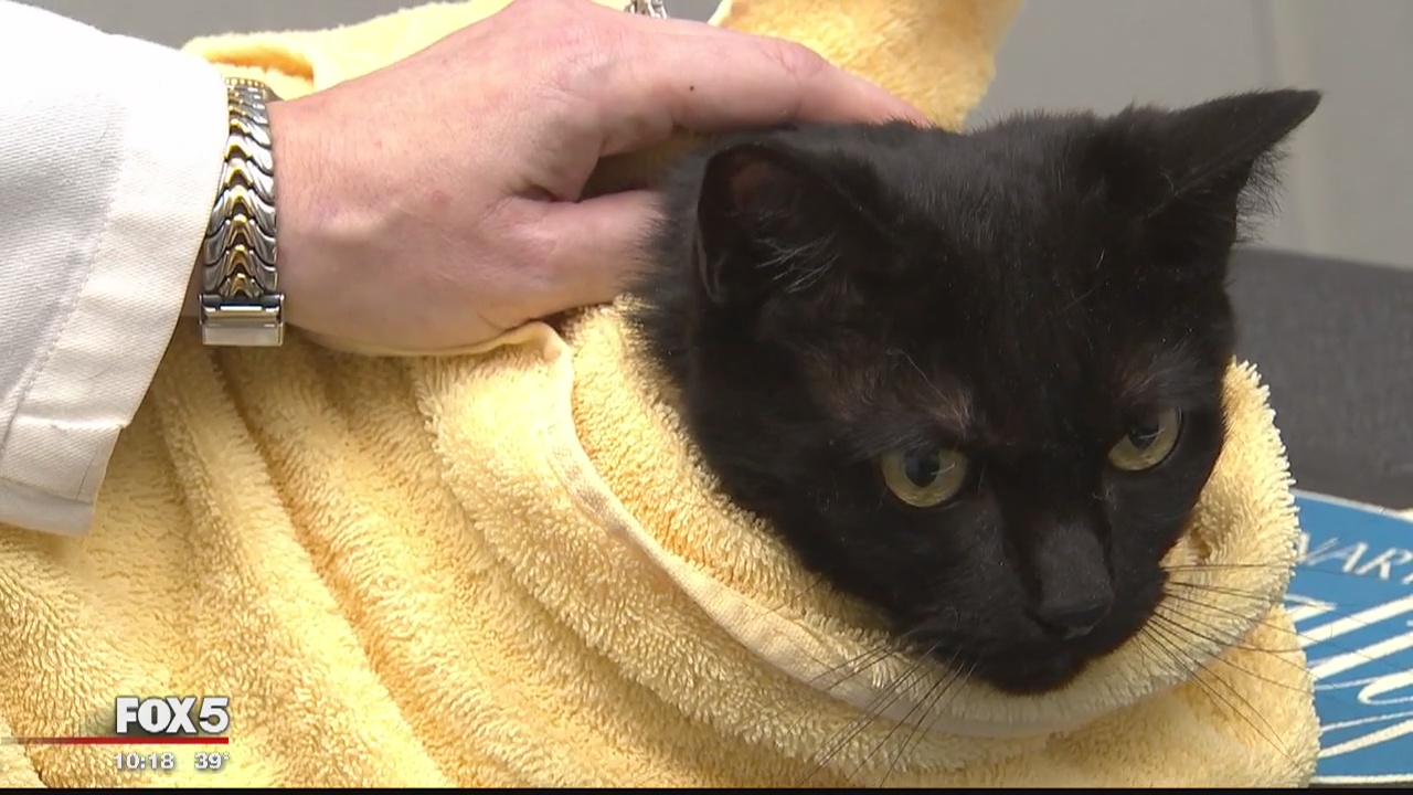 Drug addicts using their pets to go 'vet shopping' to score opioids, veterinarians say