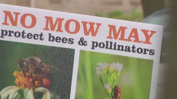 No Mow May: 'We want to help the pollinator population'