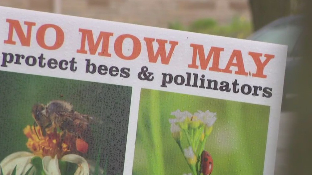 No Mow May: 'We want to help the pollinator population'