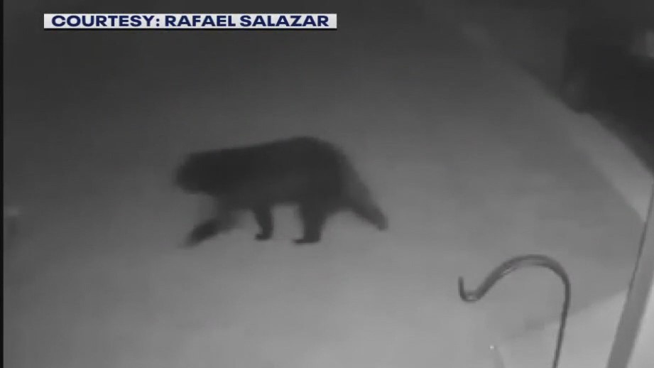 Waukesha County bear sightings reported to DNR, residents concerned