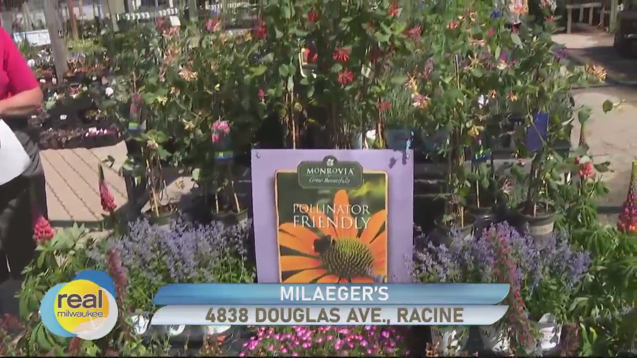 Browsing the perennials at Milaeger?s