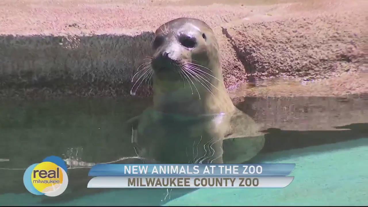 Meet Mira at the Milwaukee County Zoo