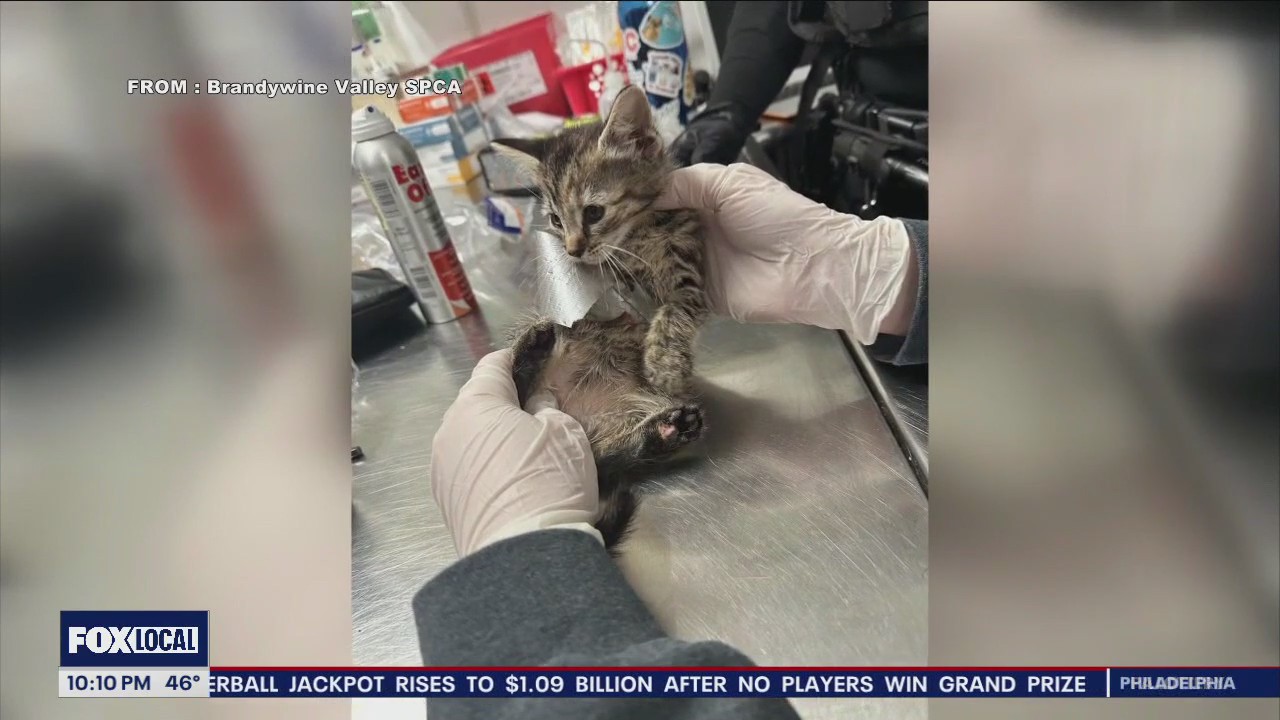 Kitten wrapped in duct tape among 36 cats found in Coatesville home