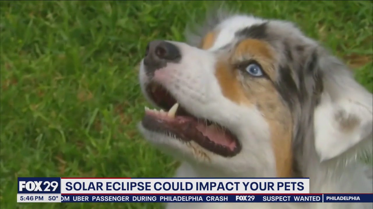 Solar eclipse 2024: How will animals react to eclipse?