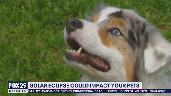 Solar eclipse 2024: How will animals react to eclipse?