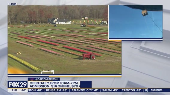 Birdseye view of Dalton Farm's Tulip Fest