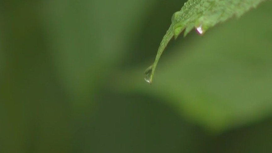 Jackson raspberry farmer welcomes rain, 'in a better mood'