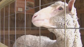 Old World Wisconsin: Father's Day free for dads