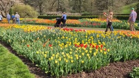 Longwood Gardens presents tulip display