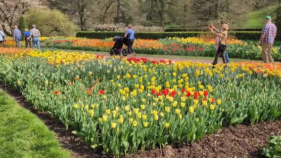 Longwood Gardens presents tulip display