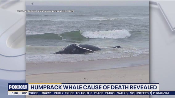 Humpback whale cause of death revealed
