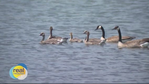 Geese, bears and a blood drive in The Bubbler on June 20, 2023