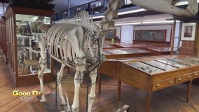 Good Day Uncut: Hank at Wagner Free Institute of Science