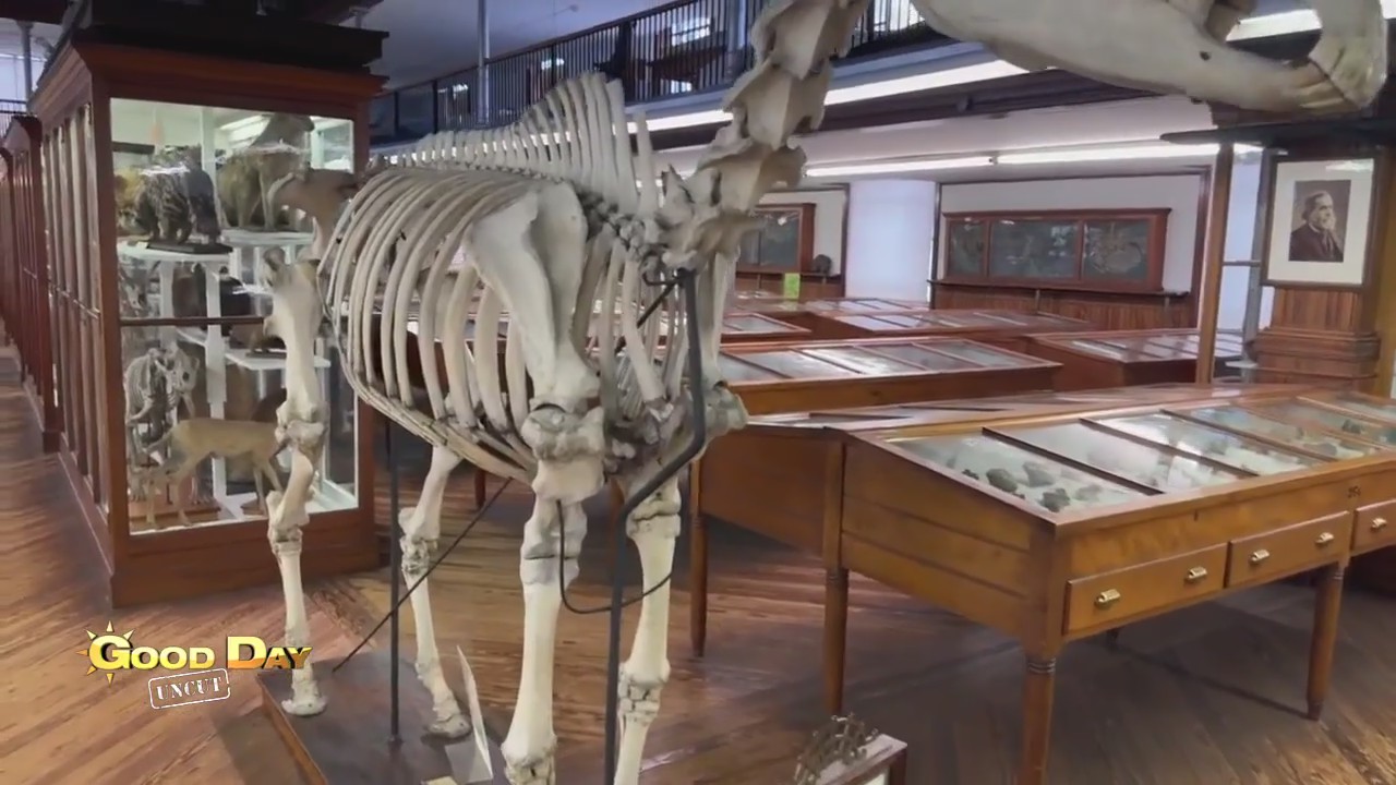 Good Day Uncut: Hank at Wagner Free Institute of Science