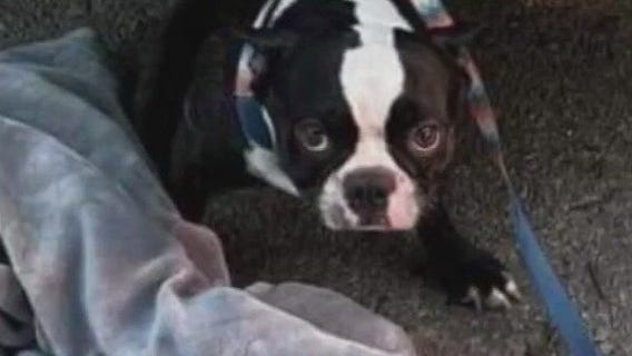 Milwaukee woman's car stolen, dog inside