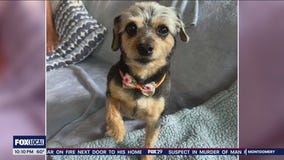 Coyote snatches small dog from Delco backyard