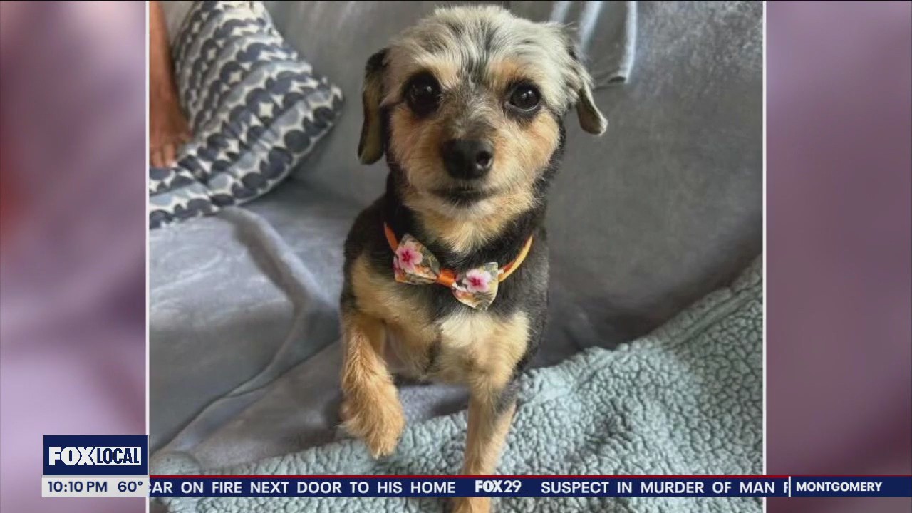 Coyote snatches small dog from Delco backyard