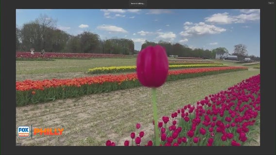 Everything you need to know about Tulip season | FOX Weather Philly