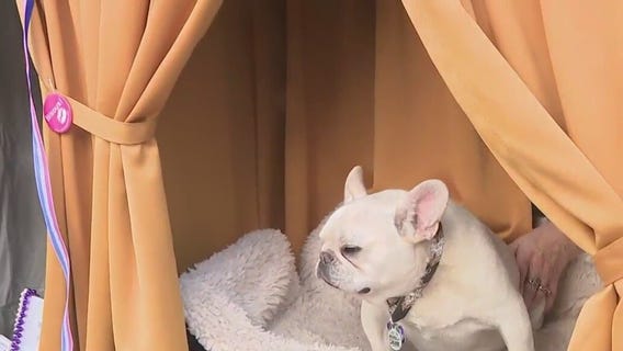 'Storm the Bastille' eat beignets or kiss a bulldog