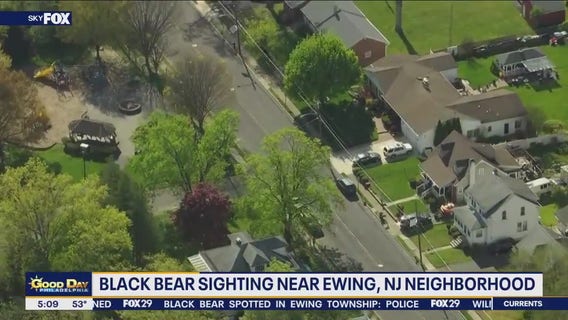 Black bear spotted near neighborhood in New Jersey: police