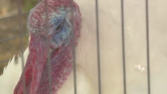 Waukesha County Fair; food, fun, animals