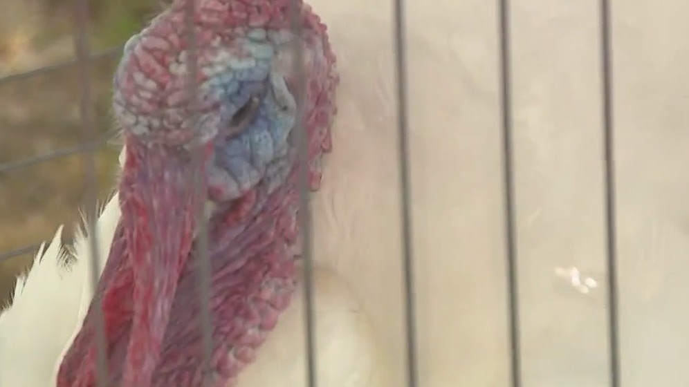 Waukesha County Fair; food, fun, animals