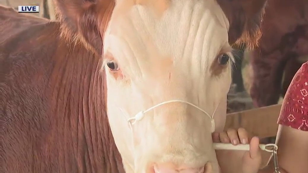 Animals as the Waukesha County Fair