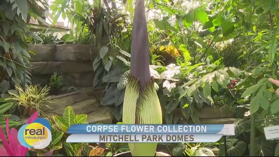 The Corpse Flower expected to open within 24 hours at Mitchell Park Domes
