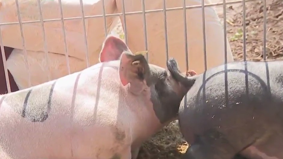 The Waukesha County Fair is back