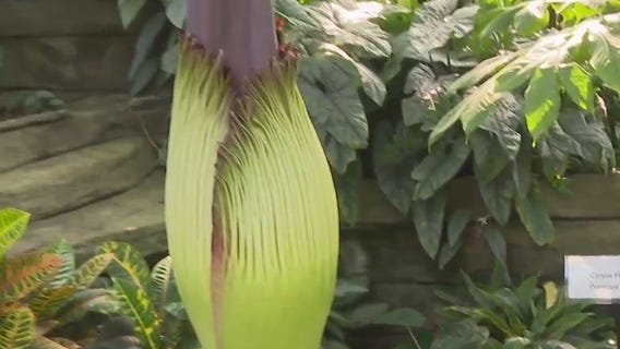 Roam The Domes, discover lost world populated by dinosaurs