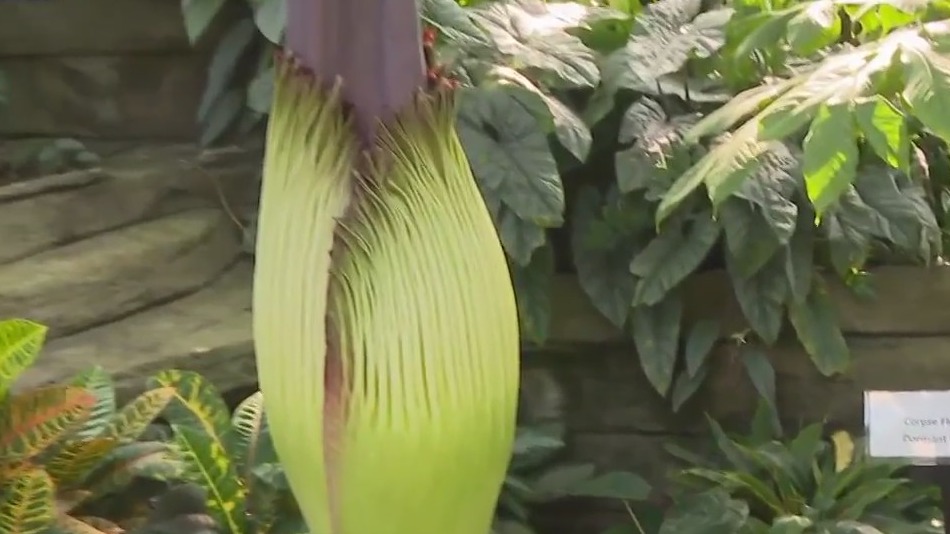 Roam The Domes, discover lost world populated by dinosaurs