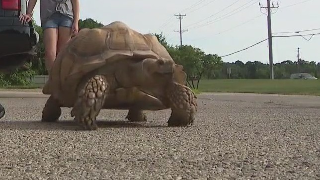 Missing Milwaukee tortoise Louise found