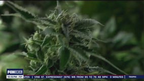 Reclassification of cannabis could be game-changer for US drug policy