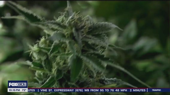 Reclassification of cannabis could be game-changer for US drug policy