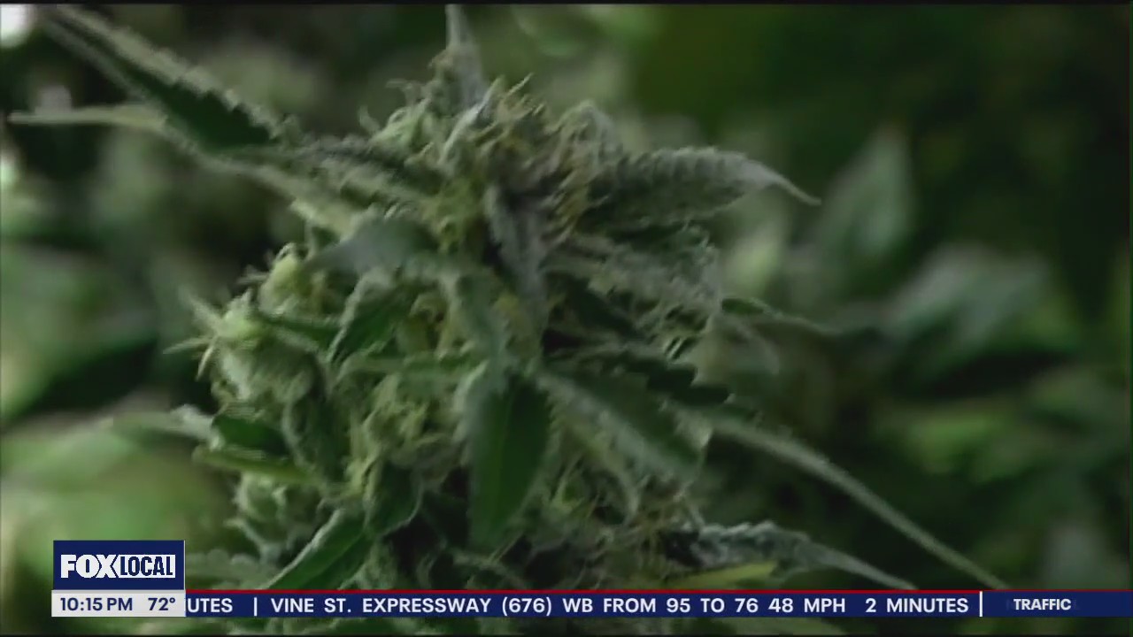 Reclassification of cannabis could be game-changer for US drug policy