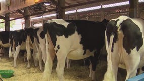 Wisconsin State Fair: Dairy Lane ag education
