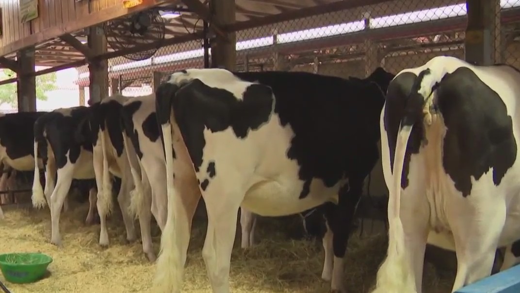 Wisconsin State Fair: Dairy Lane ag education
