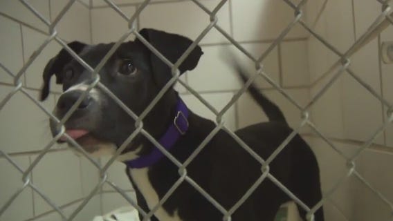 Foster families needed for dogs at HAWS of Waukesha