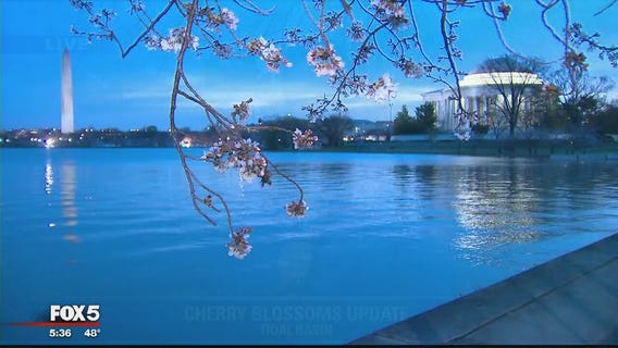 Cherry blossoms reach 3rd stage of bloom
