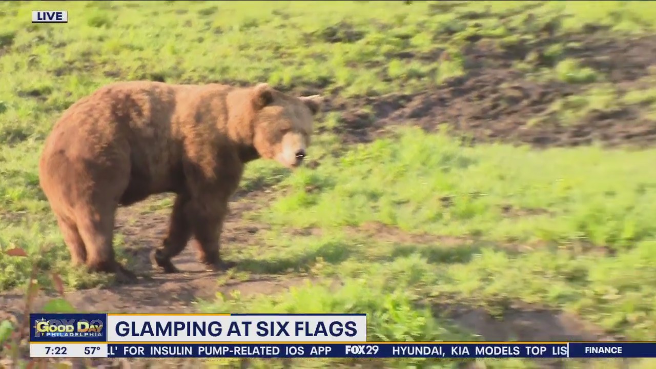 Bear waves live on FOX 29's Good Day Philadelphia