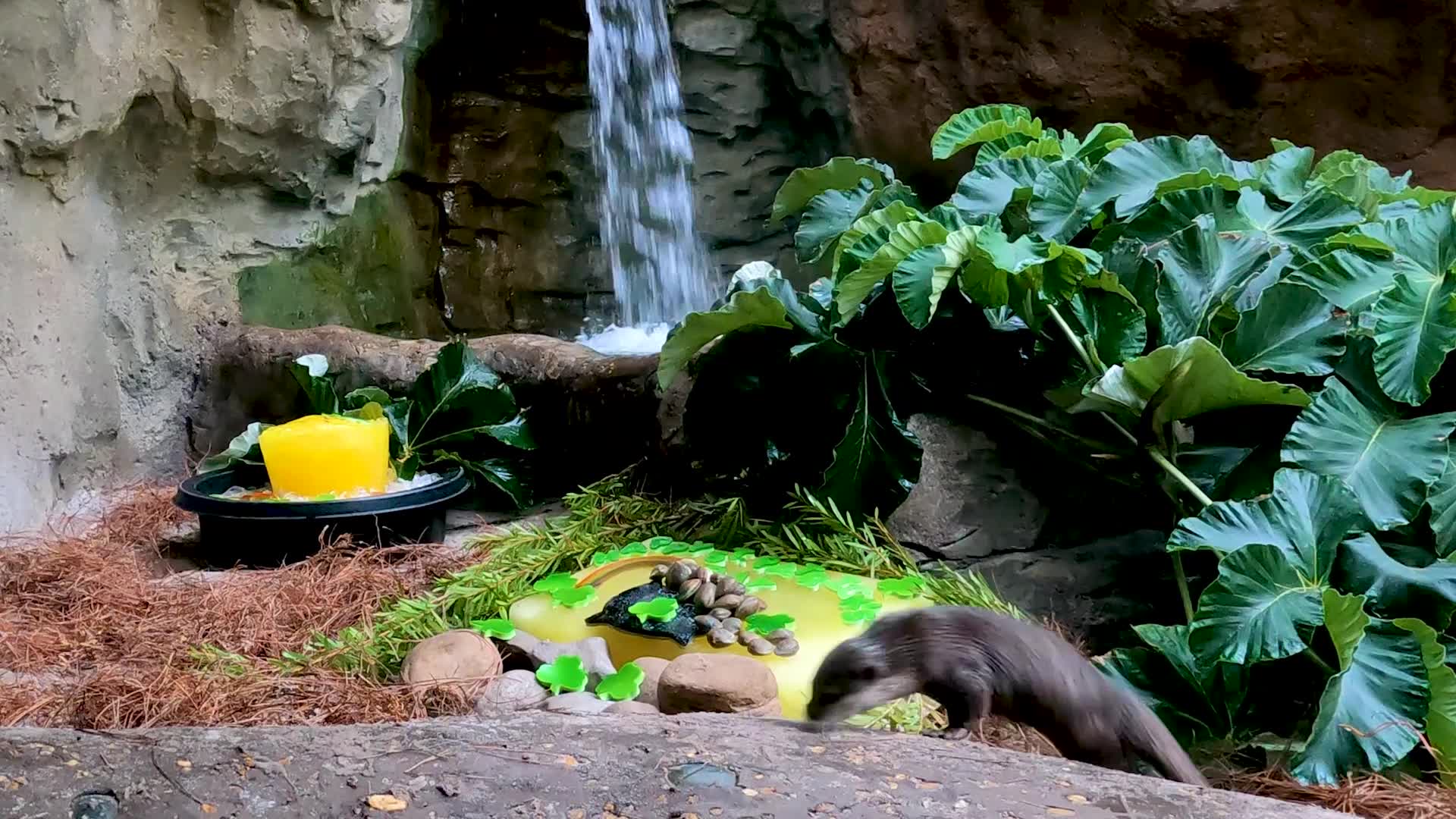 Adorable otters celebrate St. Patrick's Day with special treats at Discovery Cove
