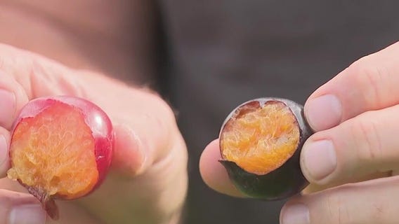 Other fruits grown at Barthel Fruit Farm