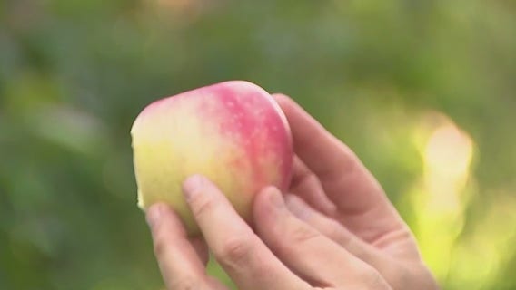 Sampling the apples at Barthel Fruit Farm