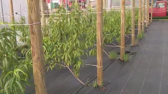 Growing peaches at Barthel Fruit Farm