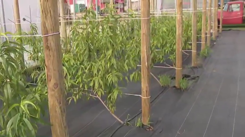 Growing peaches at Barthel Fruit Farm