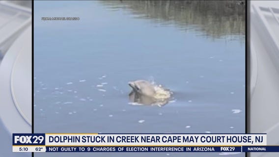 Dolphin stuck in creek near Cape May Court House
