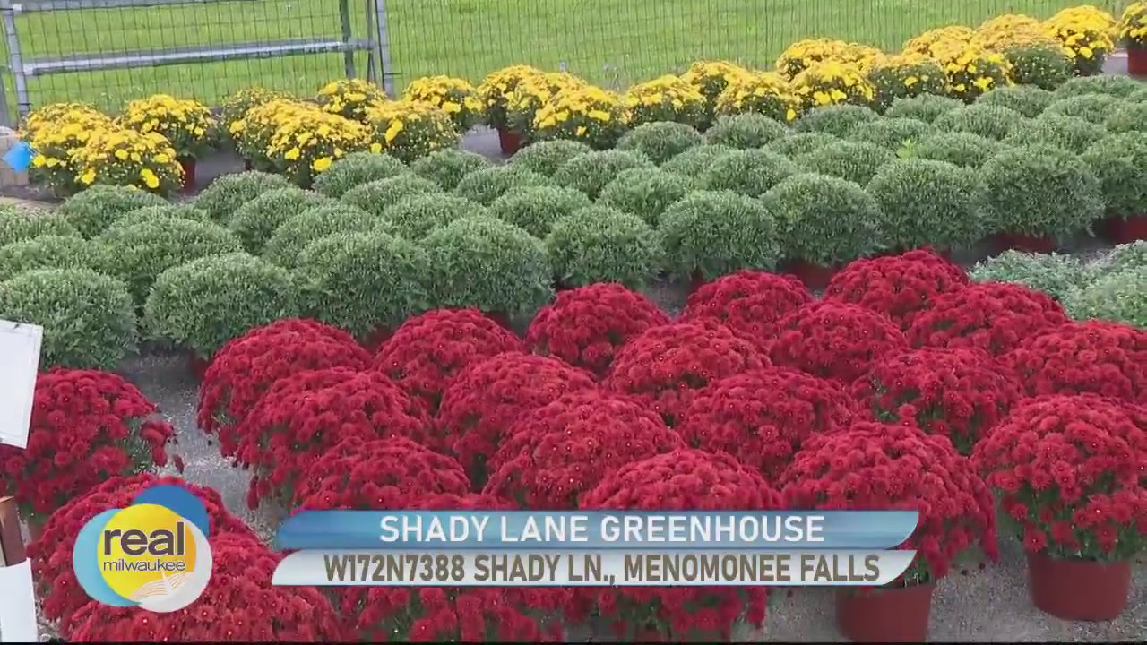 Mums at Shade Lane Greenhouse
