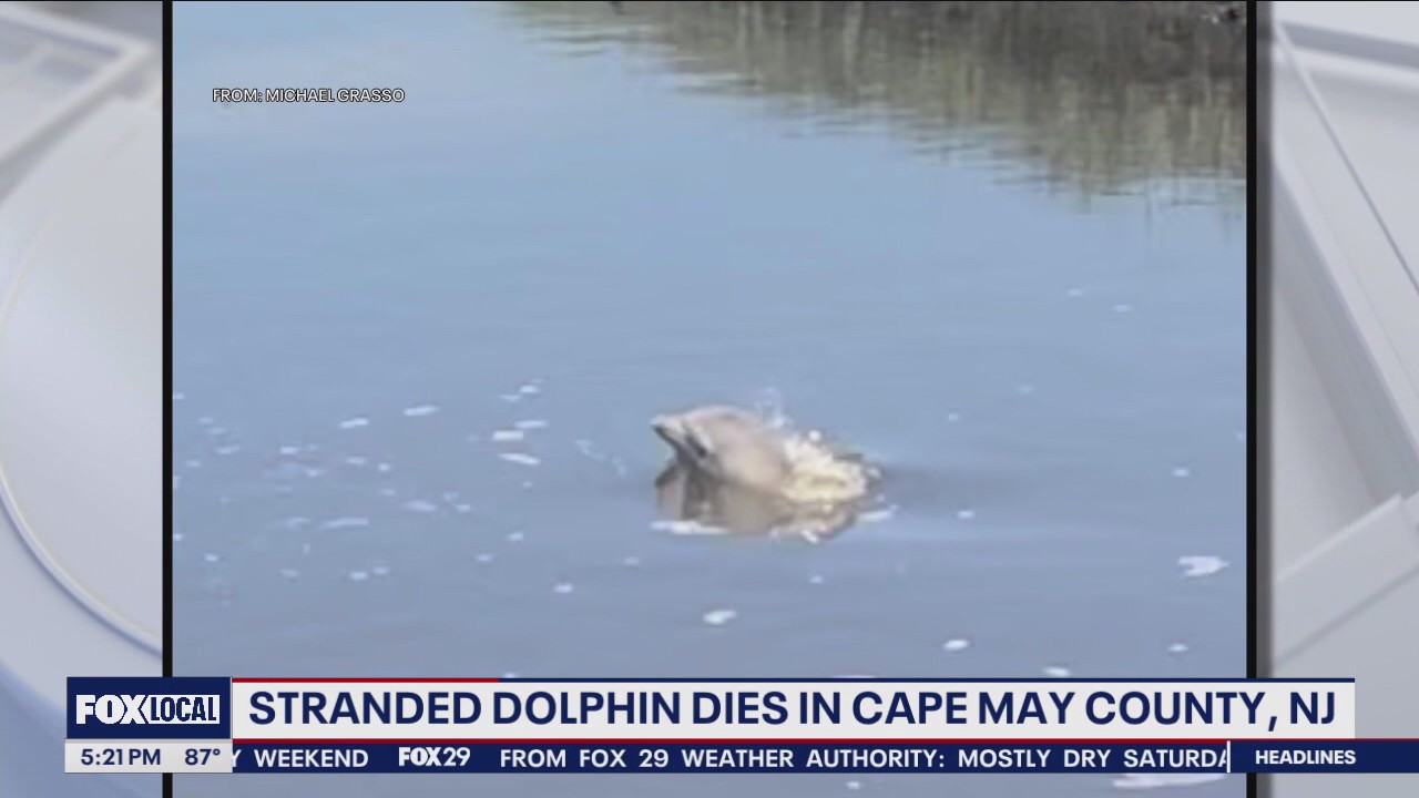 Dolphin stranded in Cape May County creek dies