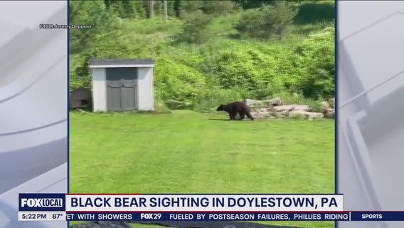 Black bear spotted in Bucks County yard